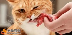 猫咪牙结石、猫咪牙齿的问题该如何解决？