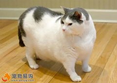 猫咪肥胖该如何给猫咪减肥？