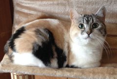 威尔士猫塞尔特猫韦尔斯猫品种介绍_威尔士猫多少钱一只