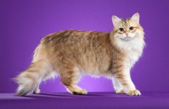 西伯利亚森林猫品种特征介绍_西伯利亚森林猫多少钱好养吗