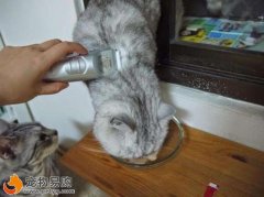 给猫咪剃毛的五个注意事项你知道吗？