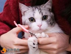 教你该怎么给猫咪剪指甲 猫咪修剪指甲方法