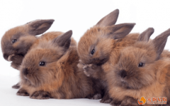 怎么让宠物兔自动回笼 固定动作训练？宠物兔问题解答
